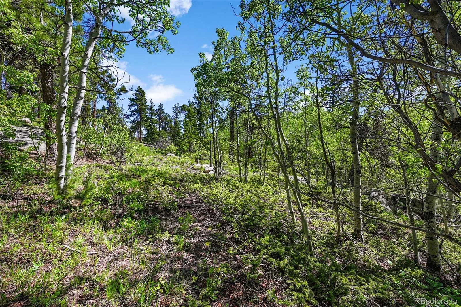 900 Rudi Lane Golden CO 80403 | MLS #REC5170458 07192026190845 1600 12