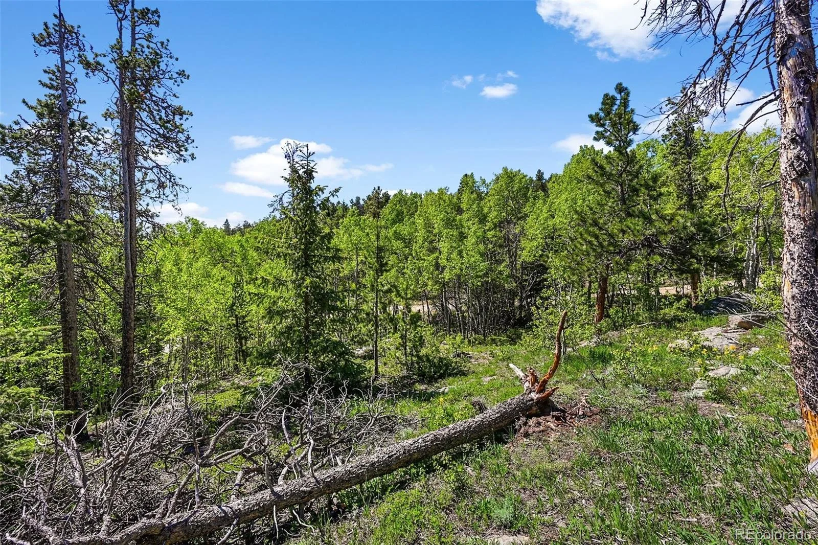 900 Rudi Lane Golden CO 80403 | MLS #REC5170458 07192026190845 1600 13