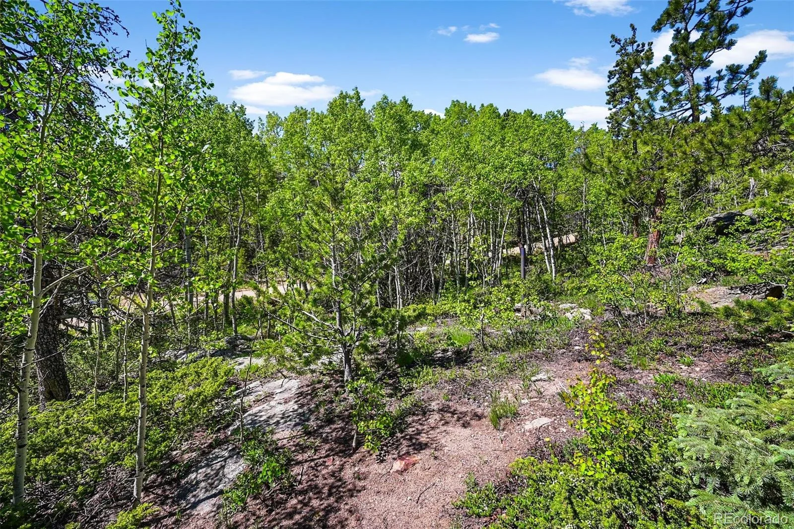 900 Rudi Lane Golden CO 80403 | MLS #REC5170458 07192026190845 1600 17