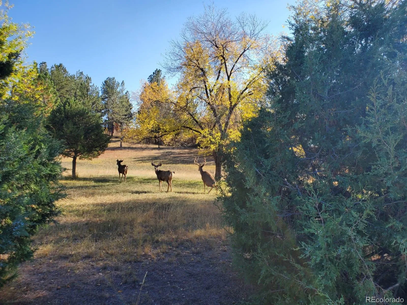 9116 Warriors Mark Drive Franktown CO 80116 | MLS #REC5482752 08262026194826 1600 45