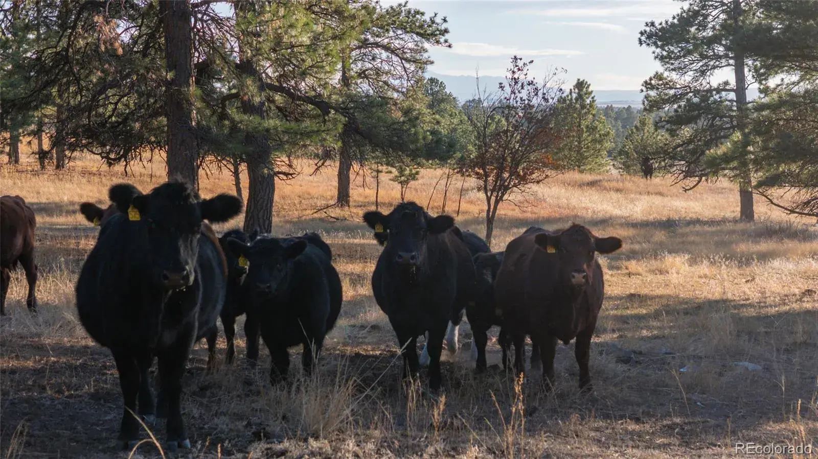 N/A Woodhaven Ridge Road Parker CO 80134 | MLS #REC5599952 11092025230617 1600 19
