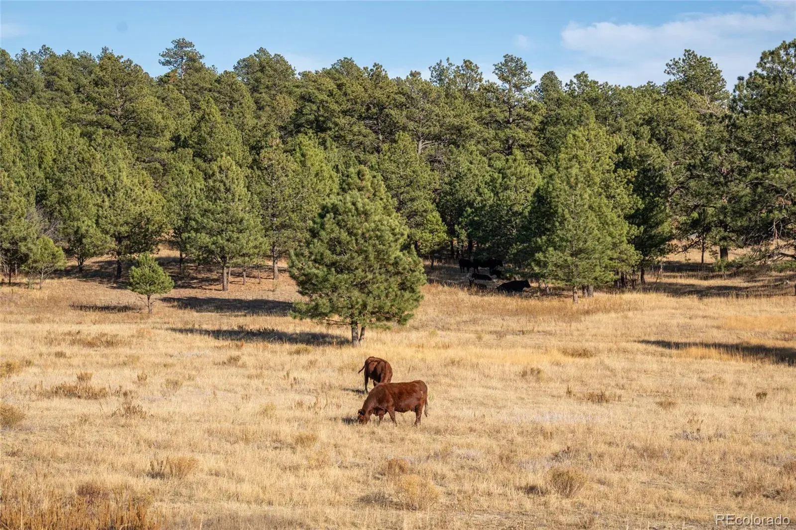 N/A Woodhaven Ridge Road Parker CO 80134 | MLS #REC5599952 11092025230617 1600 24