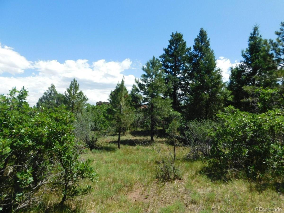 6447 Thunderbird Road Larkspur CO 80118 | MLS #REC5852675 MLS #REC5852675 image #0