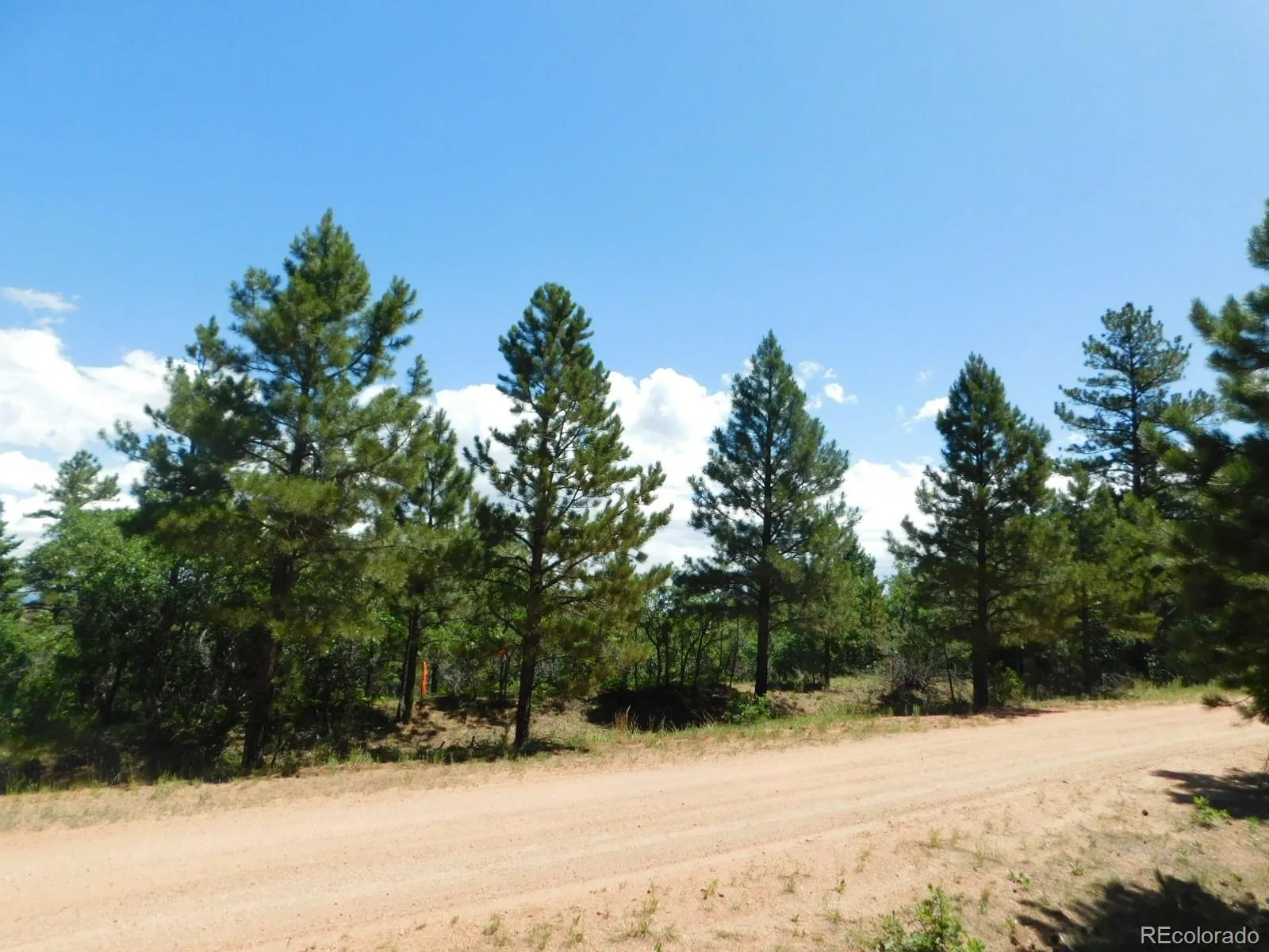 6447 Thunderbird Road Larkspur CO 80118 | MLS #REC5852675 07042026171208 1600 10