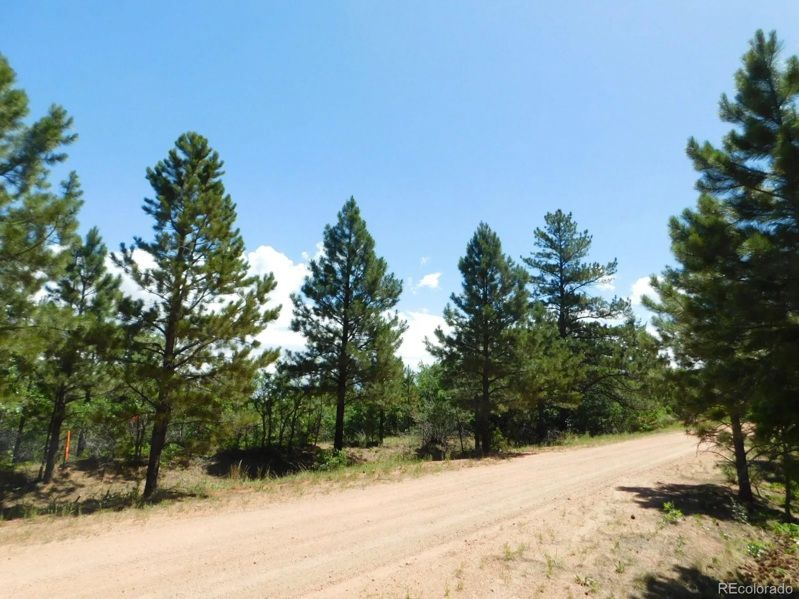 6447 Thunderbird Road Larkspur CO 80118 | MLS #REC5852675 07042026171208 1600 11