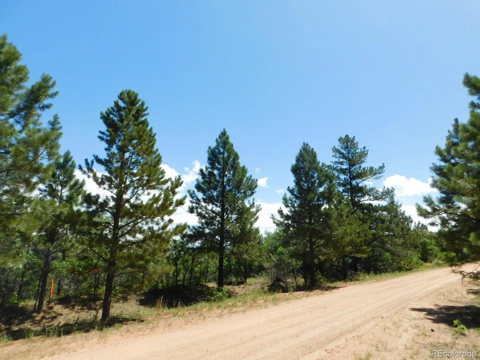6447 Thunderbird Road Larkspur CO 80118 | MLS #REC5852675 07042026171208 1600 12