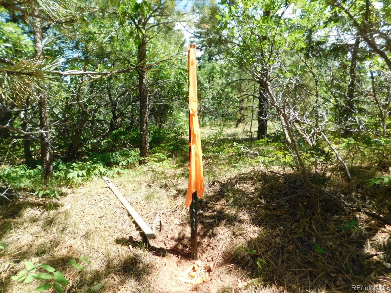 6447 Thunderbird Road Larkspur CO 80118 | MLS #REC5852675 07042026171208 1600 13