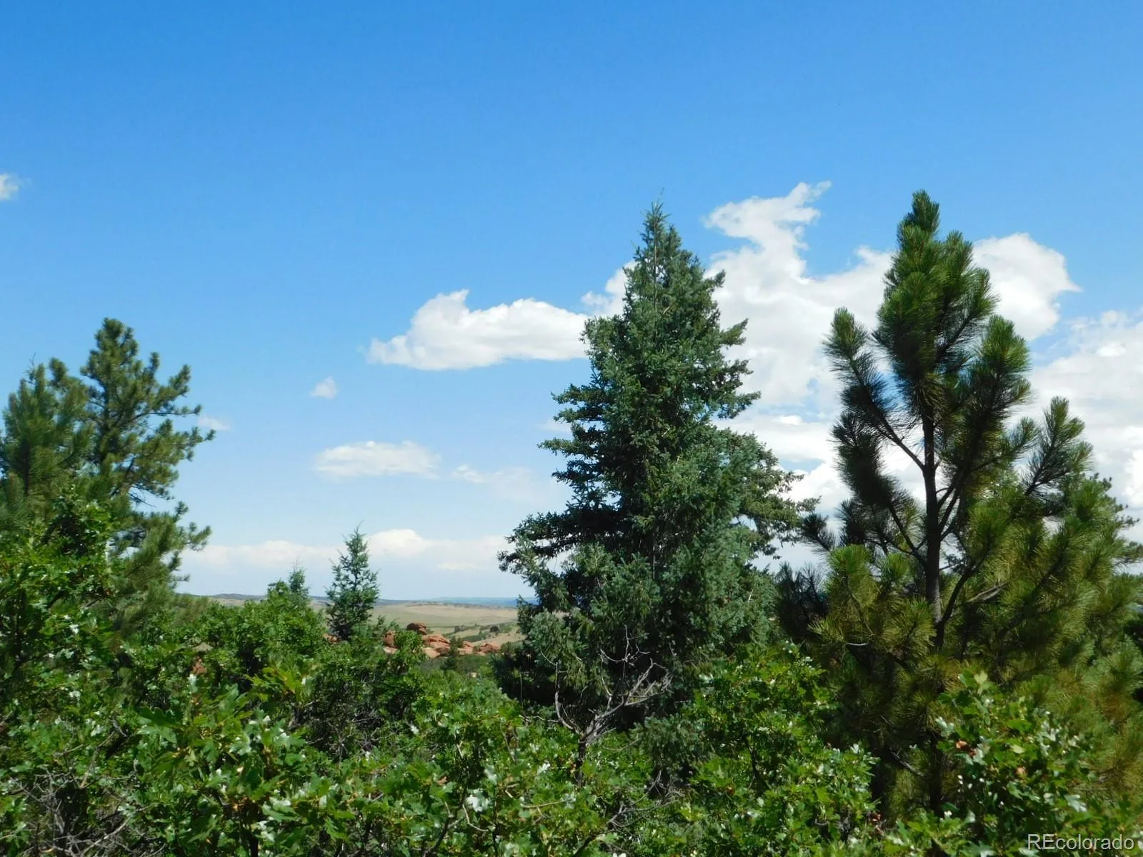 6447 Thunderbird Road Larkspur CO 80118 | MLS #REC5852675 07042026171208 1600 15
