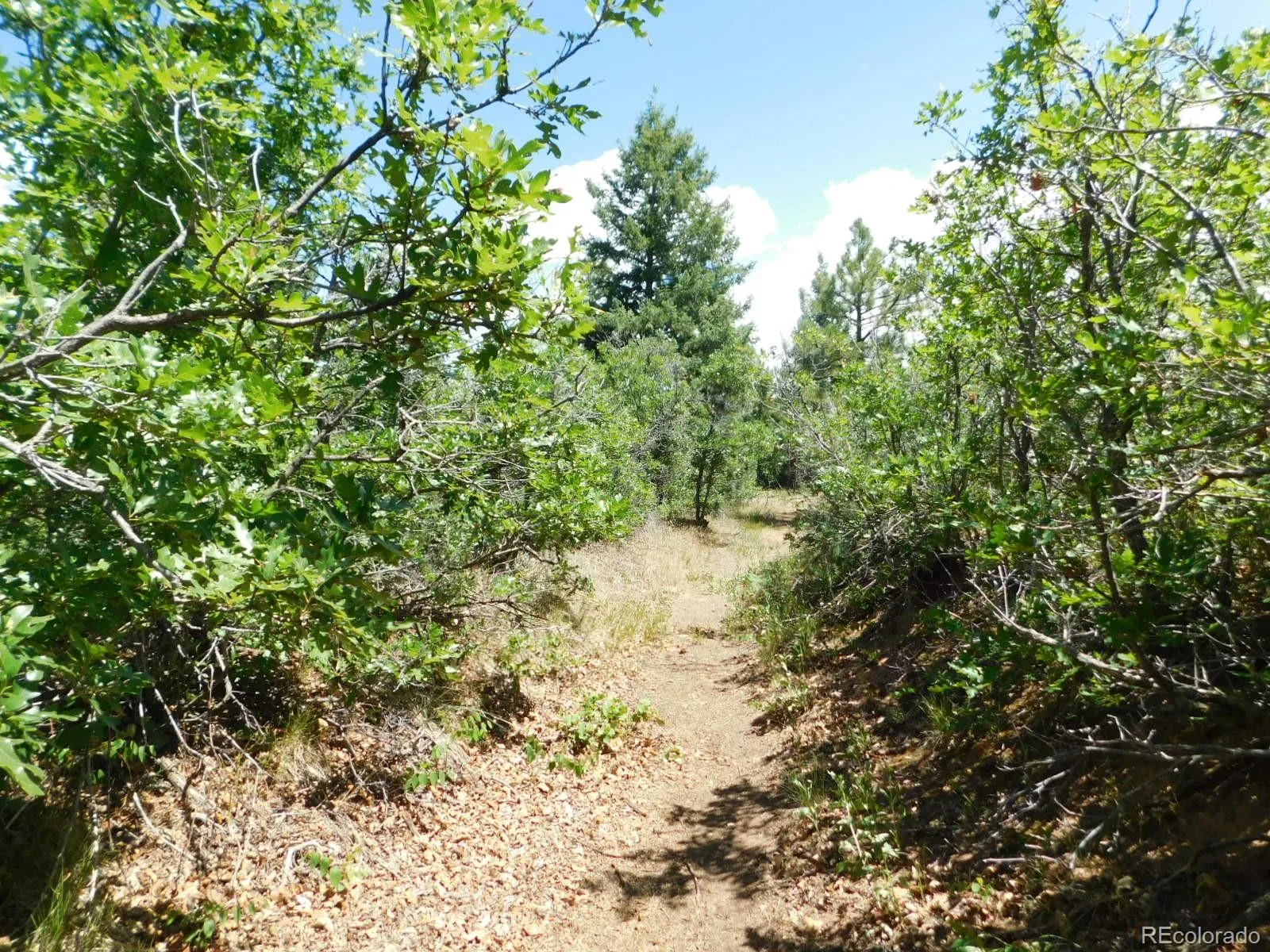 6447 Thunderbird Road Larkspur CO 80118 | MLS #REC5852675 07042026171208 1600 17
