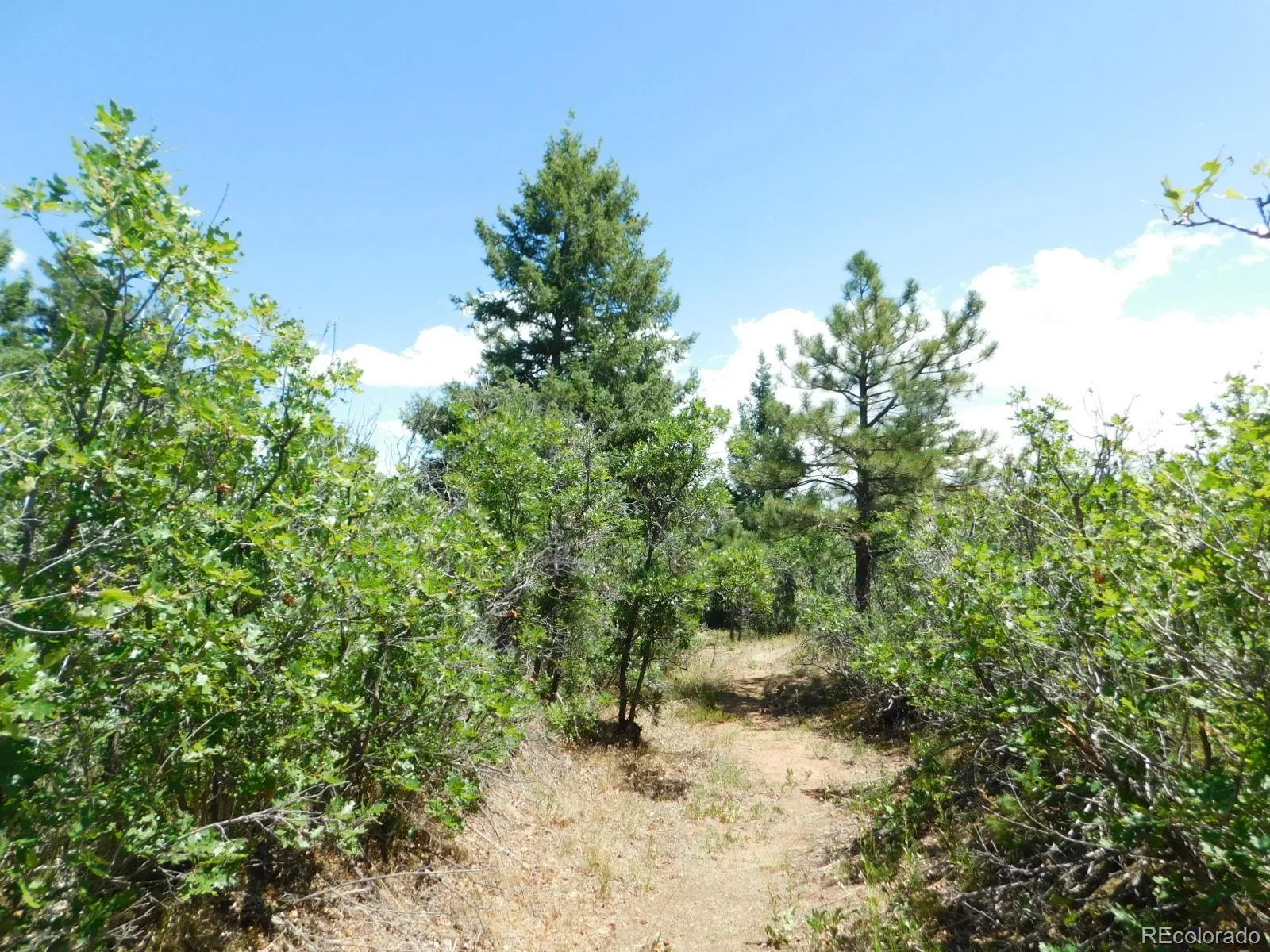 6447 Thunderbird Road Larkspur CO 80118 | MLS #REC5852675 07042026171208 1600 18