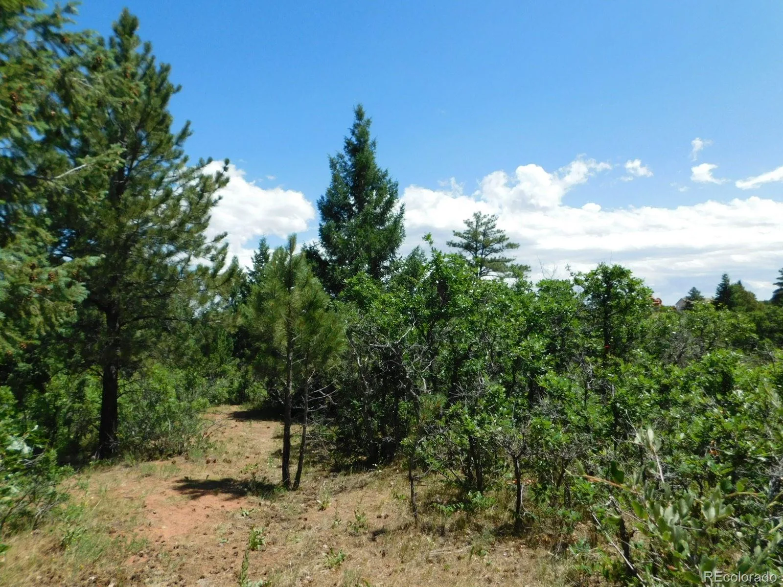 6447 Thunderbird Road Larkspur CO 80118 | MLS #REC5852675 07042026171208 1600 19