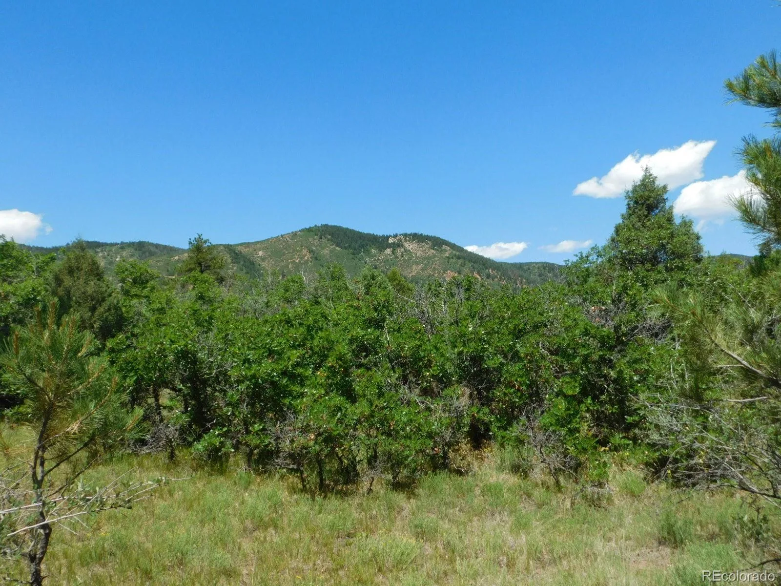6447 Thunderbird Road Larkspur CO 80118 | MLS #REC5852675 07042026171208 1600 2
