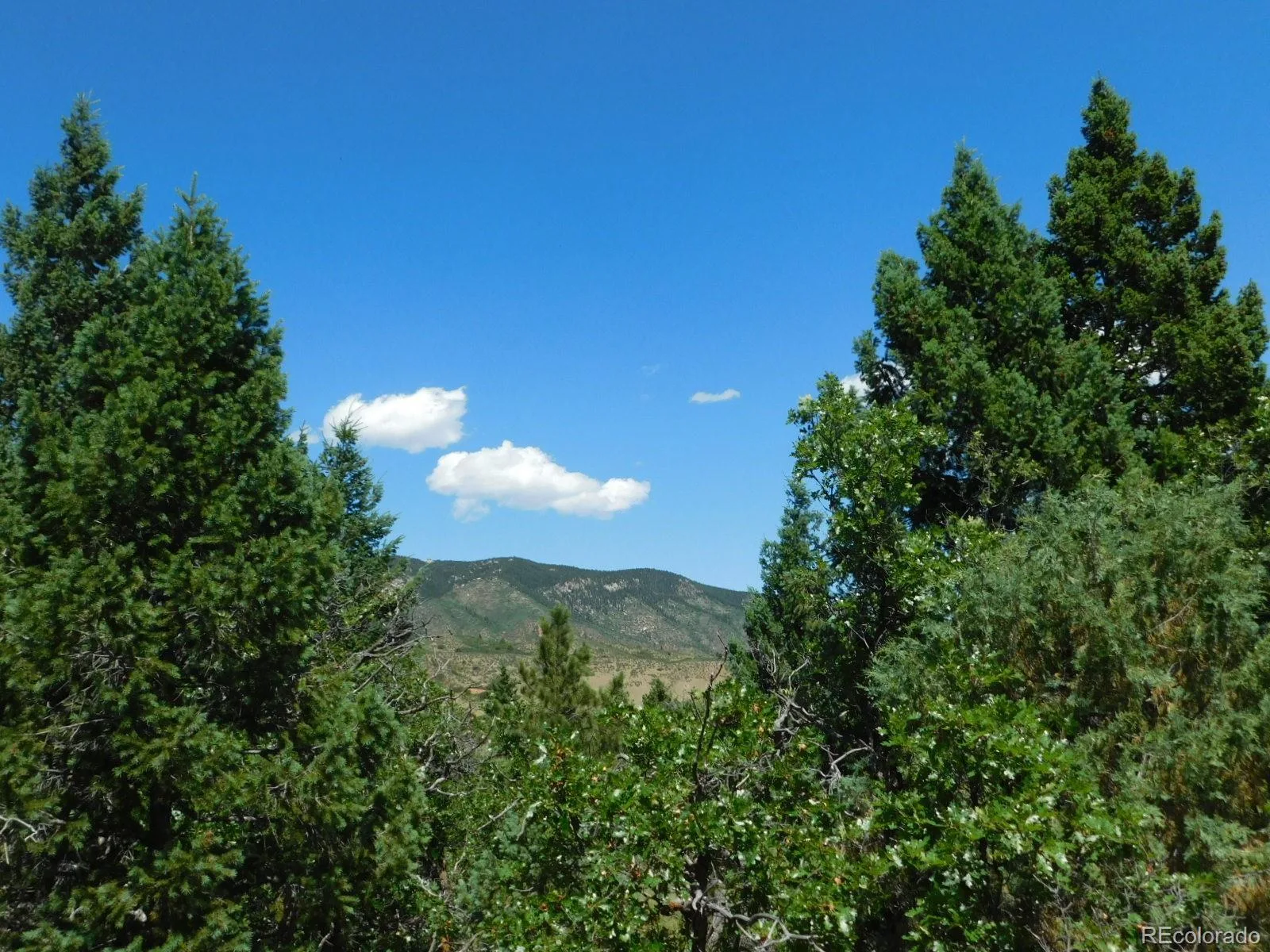 6447 Thunderbird Road Larkspur CO 80118 | MLS #REC5852675 07042026171208 1600 24