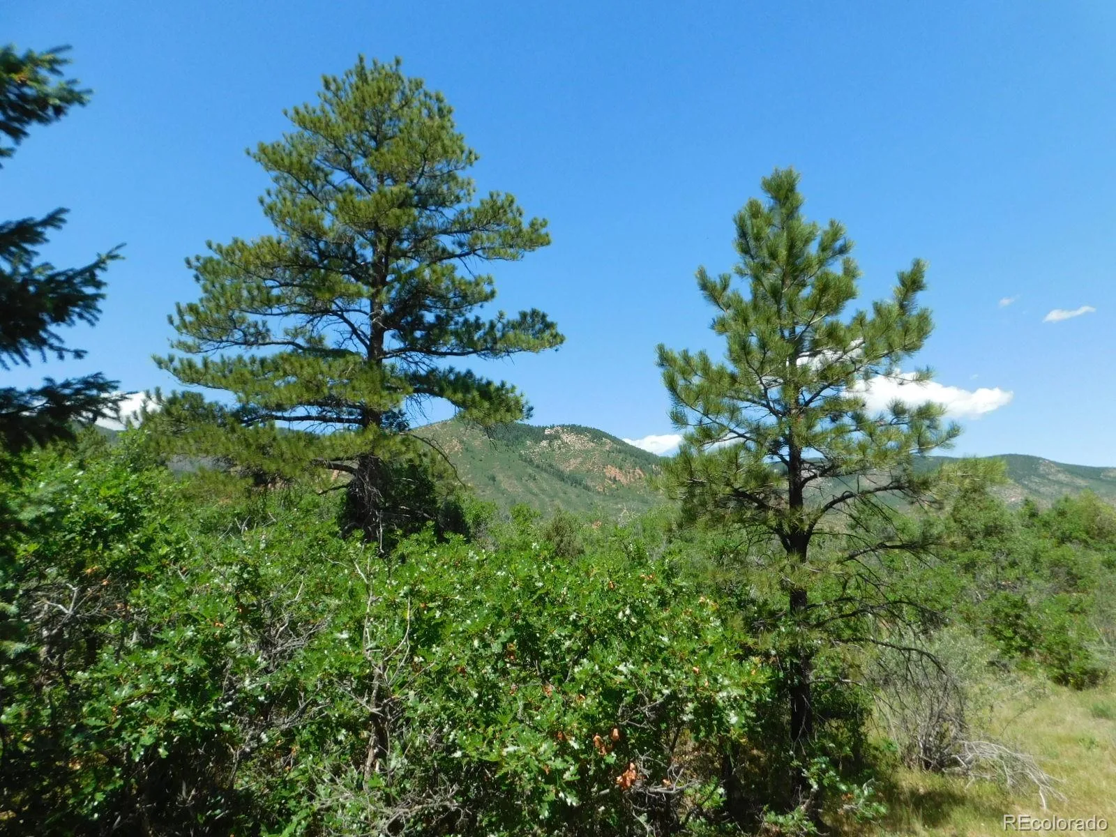 6447 Thunderbird Road Larkspur CO 80118 | MLS #REC5852675 07042026171208 1600 25