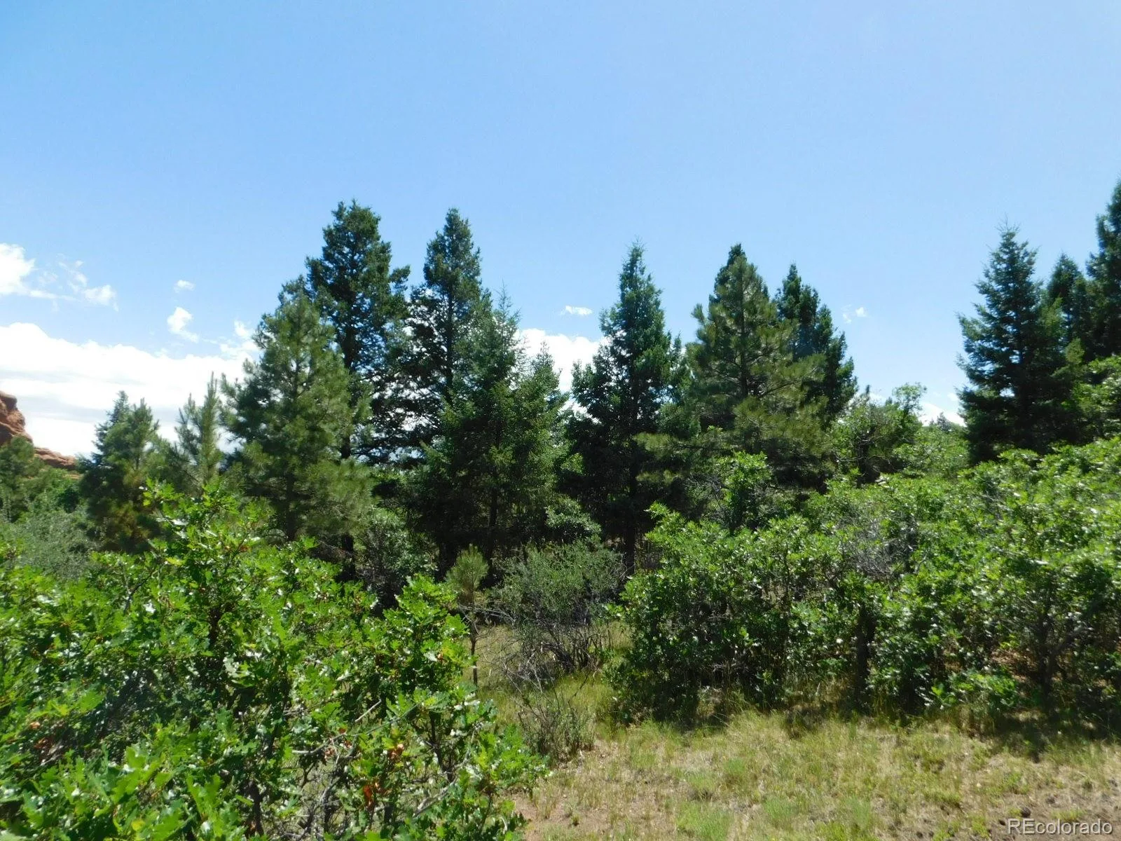 6447 Thunderbird Road Larkspur CO 80118 | MLS #REC5852675 07042026171208 1600 26