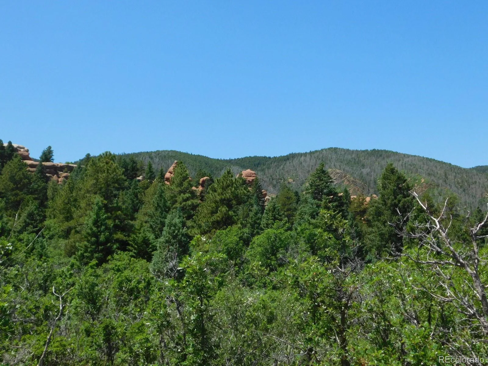 6447 Thunderbird Road Larkspur CO 80118 | MLS #REC5852675 07042026171208 1600 28