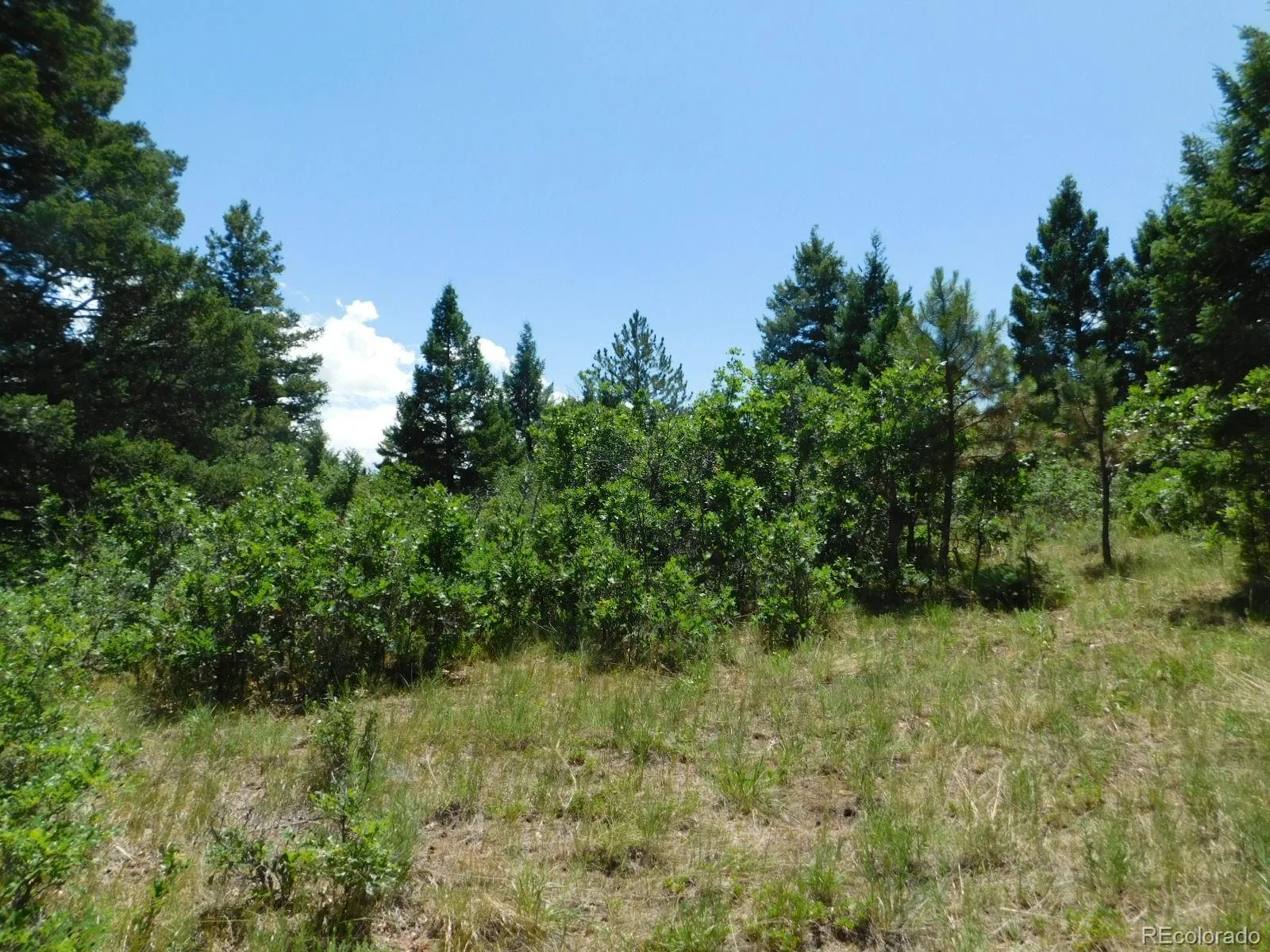 6447 Thunderbird Road Larkspur CO 80118 | MLS #REC5852675 07042026171208 1600 3