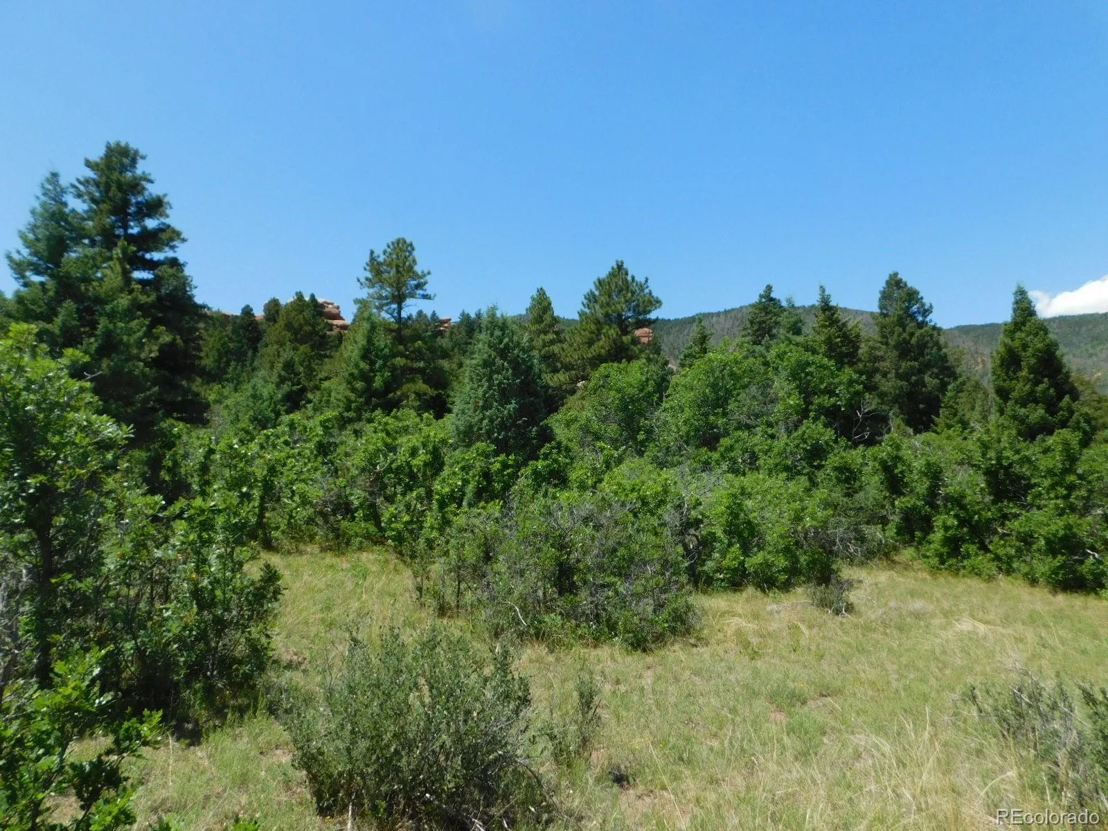 6447 Thunderbird Road Larkspur CO 80118 | MLS #REC5852675 07042026171208 1600 31
