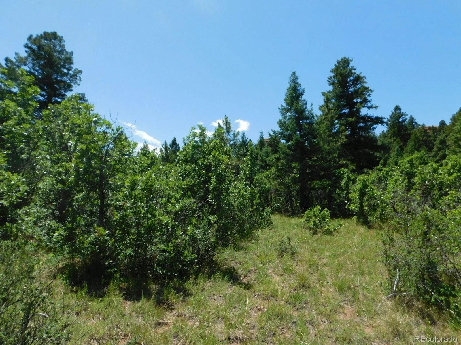 6447 Thunderbird Road Larkspur CO 80118 | MLS #REC5852675 07042026171208 1600 32