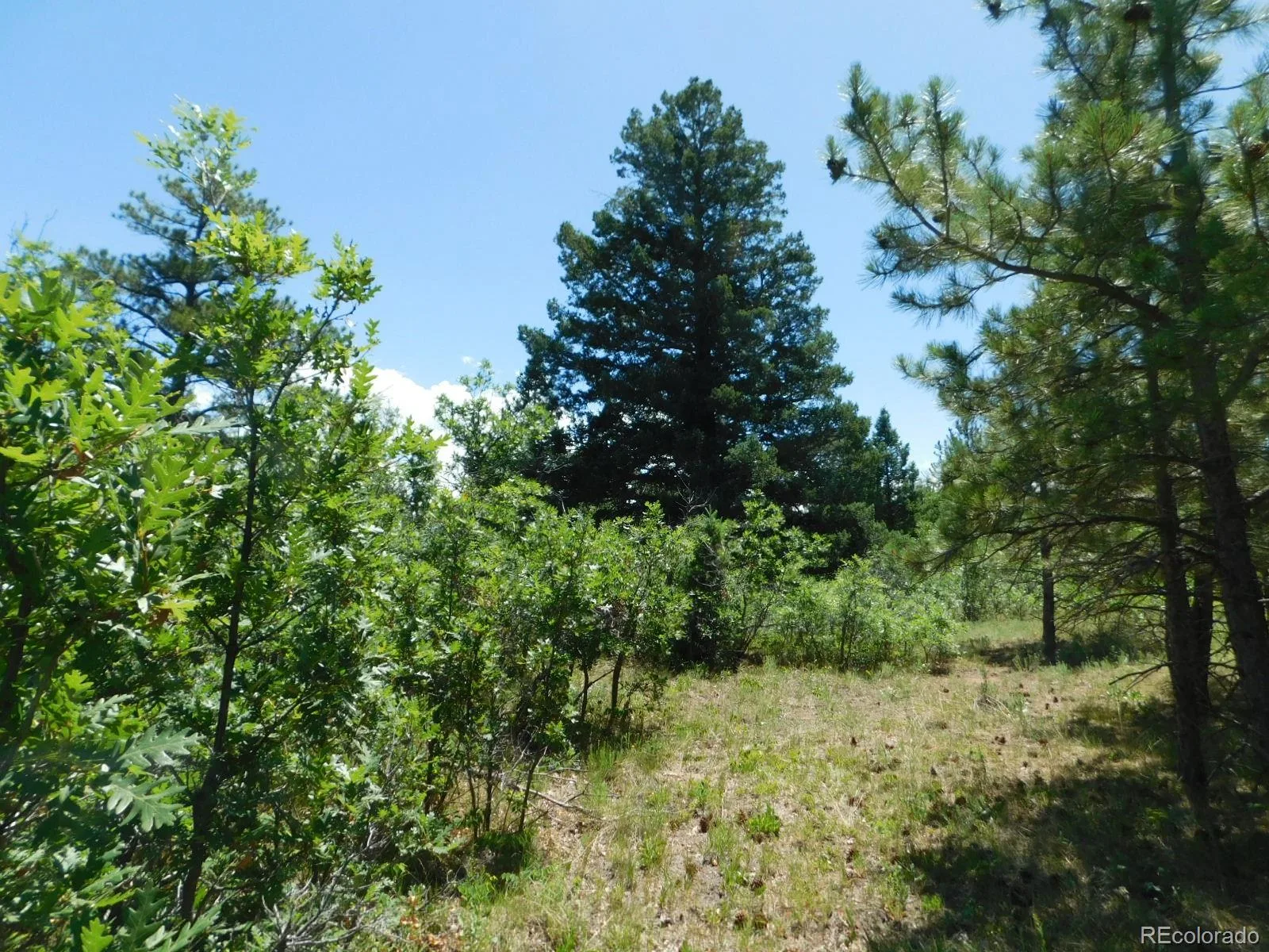 6447 Thunderbird Road Larkspur CO 80118 | MLS #REC5852675 07042026171208 1600 33
