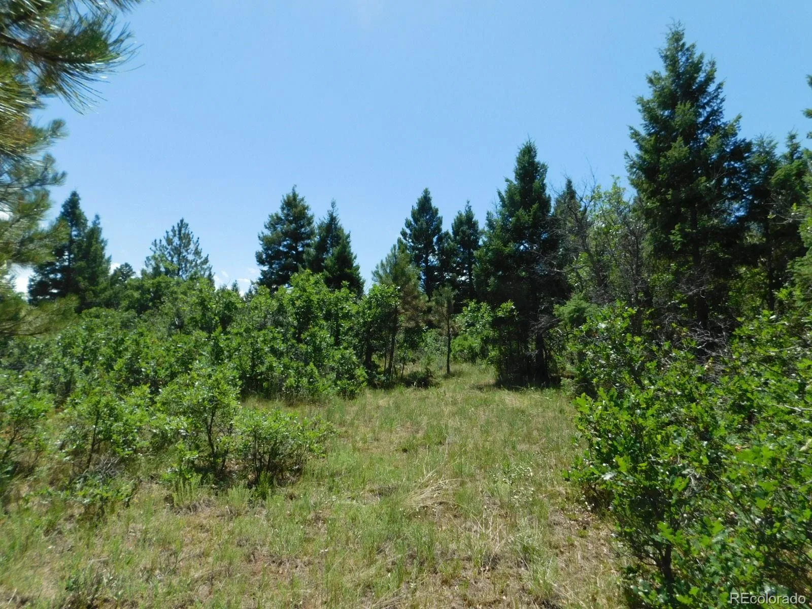 6447 Thunderbird Road Larkspur CO 80118 | MLS #REC5852675 07042026171208 1600 34
