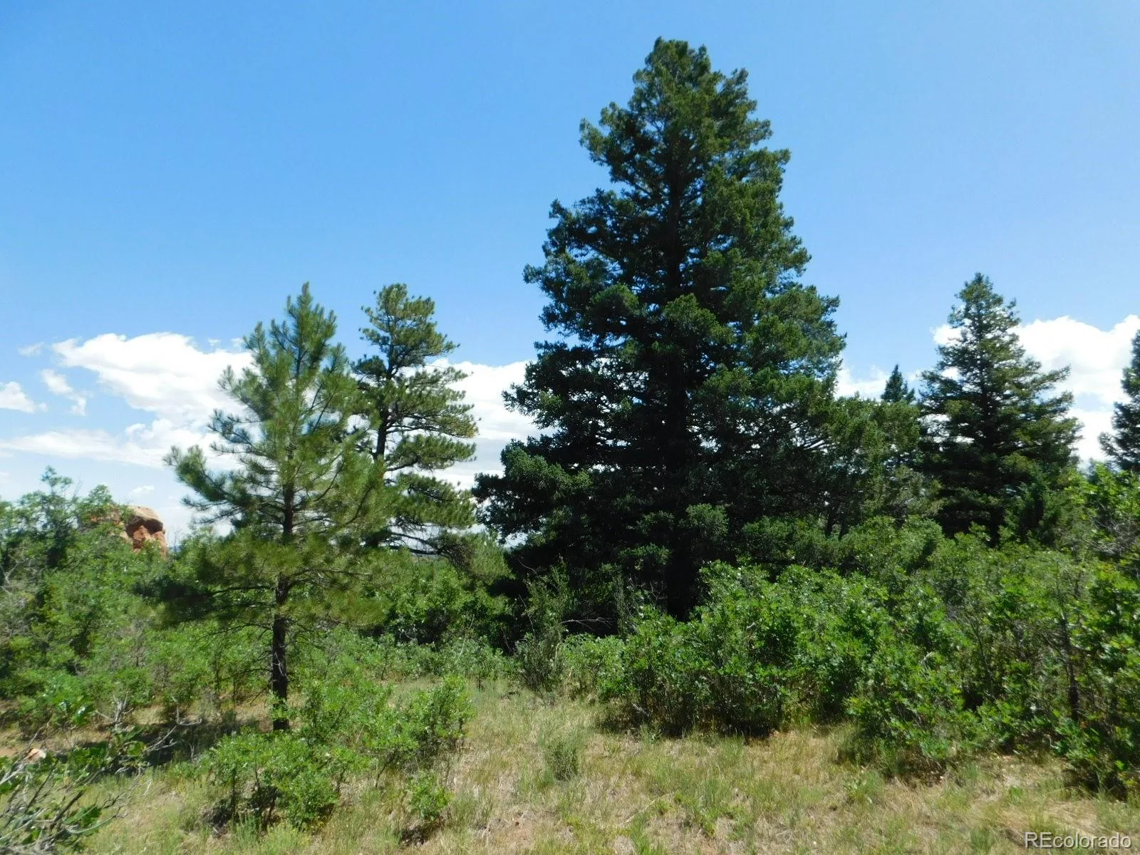 6447 Thunderbird Road Larkspur CO 80118 | MLS #REC5852675 07042026171208 1600 35