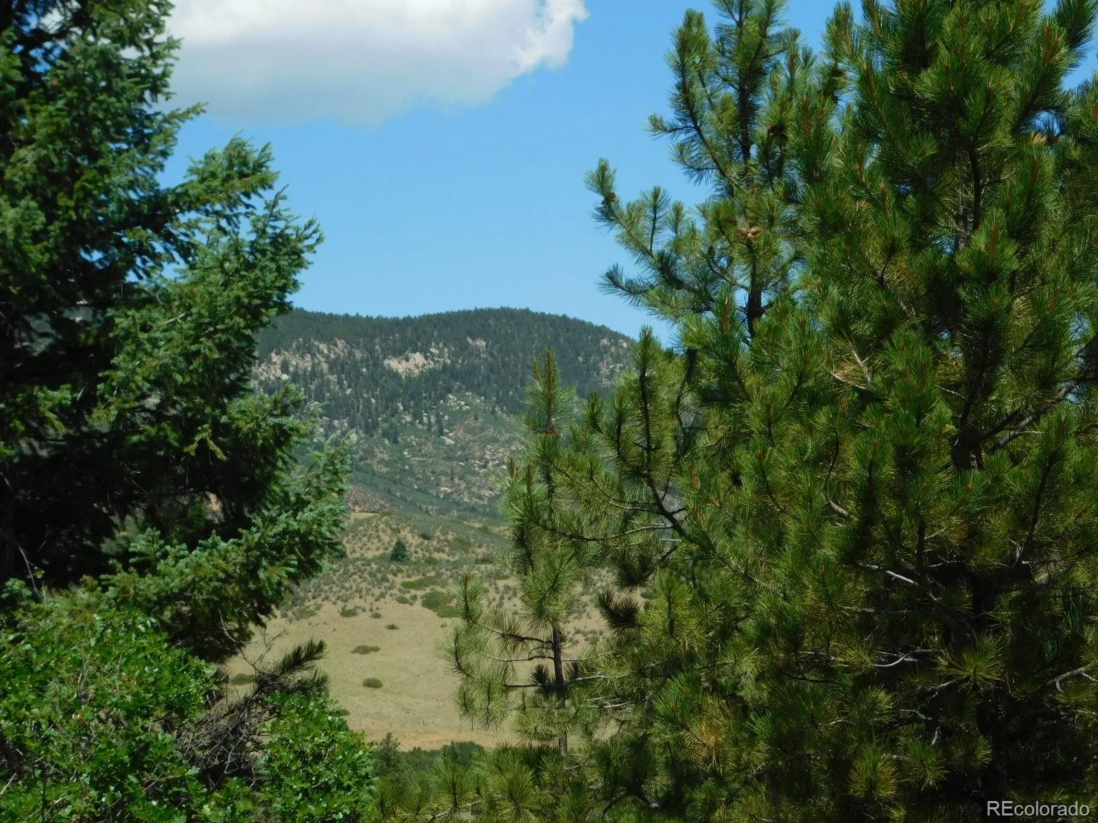 6447 Thunderbird Road Larkspur CO 80118 | MLS #REC5852675 07042026171208 1600 37