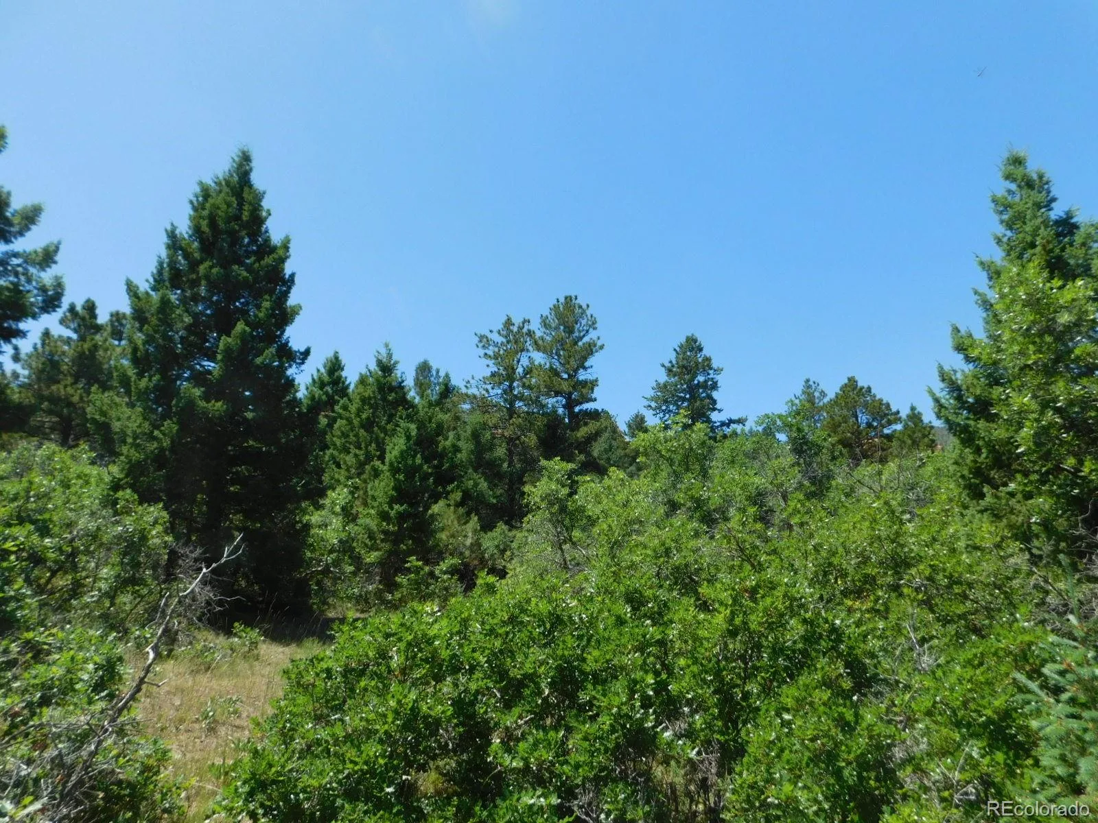 6447 Thunderbird Road Larkspur CO 80118 | MLS #REC5852675 07042026171208 1600 38