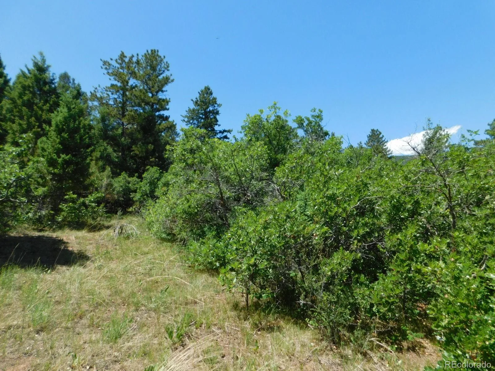6447 Thunderbird Road Larkspur CO 80118 | MLS #REC5852675 07042026171208 1600 39