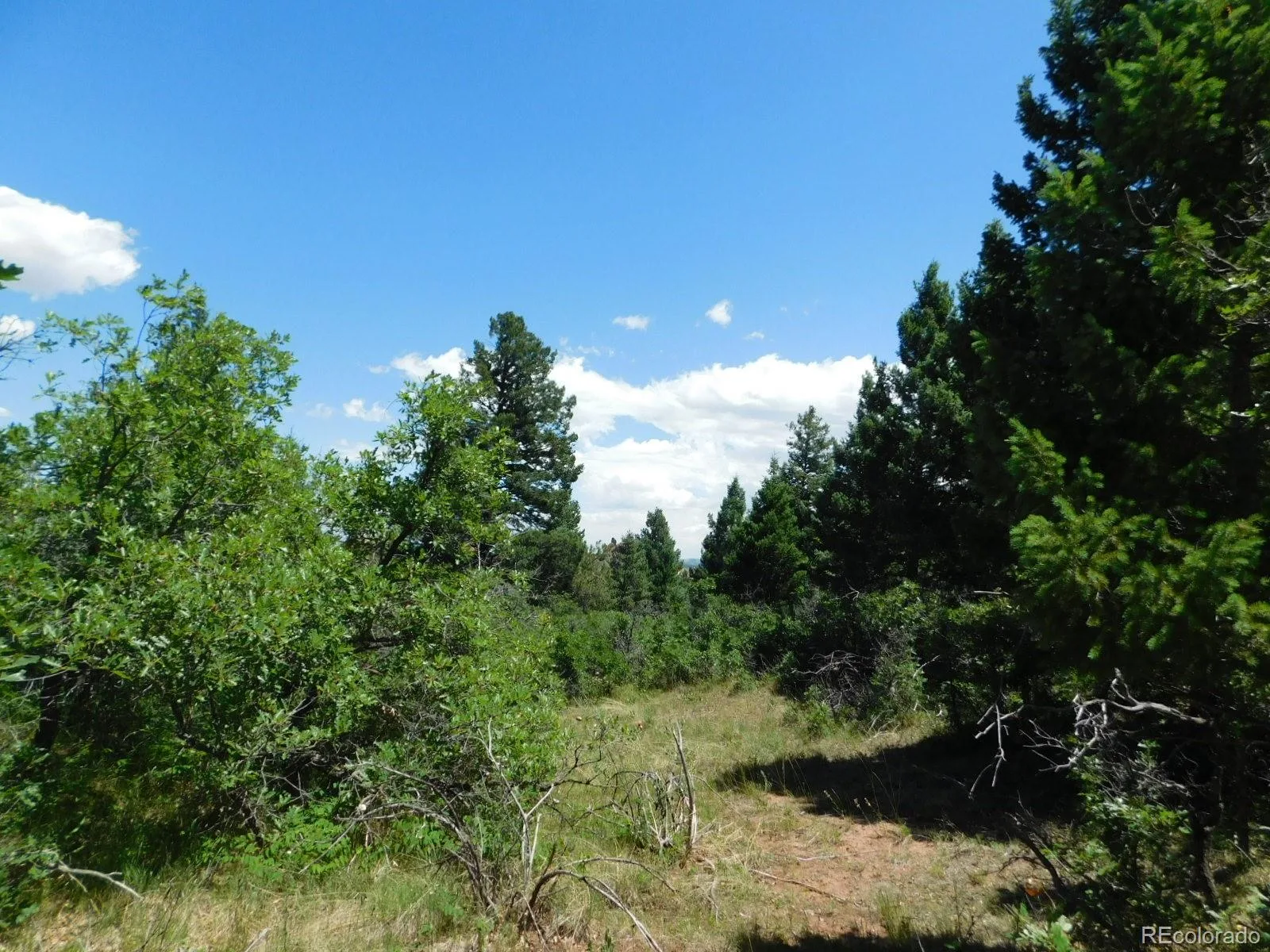 6447 Thunderbird Road Larkspur CO 80118 | MLS #REC5852675 07042026171208 1600 40