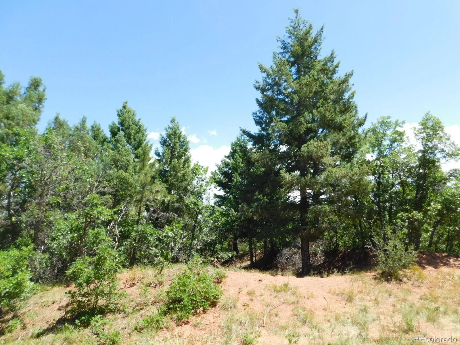 6447 Thunderbird Road Larkspur CO 80118 | MLS #REC5852675 07042026171208 1600 42
