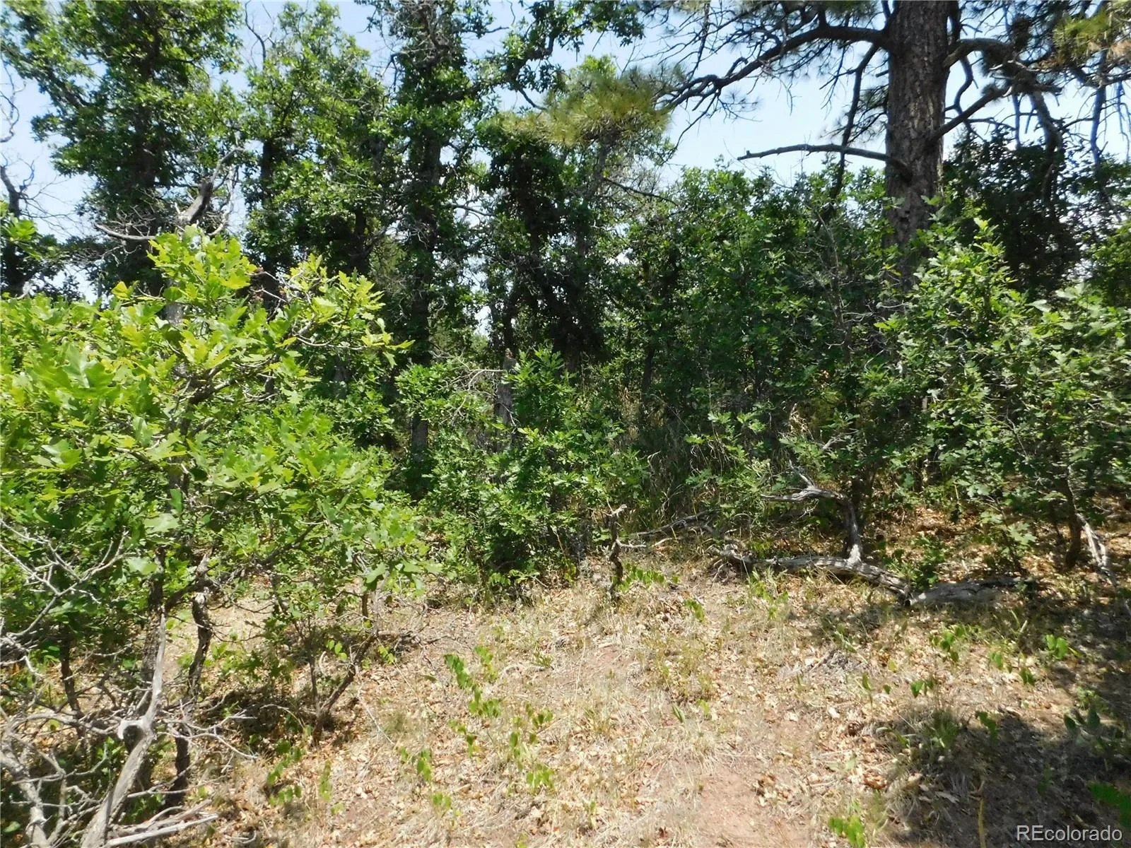 6447 Thunderbird Road Larkspur CO 80118 | MLS #REC5852675 07042026171208 1600 44
