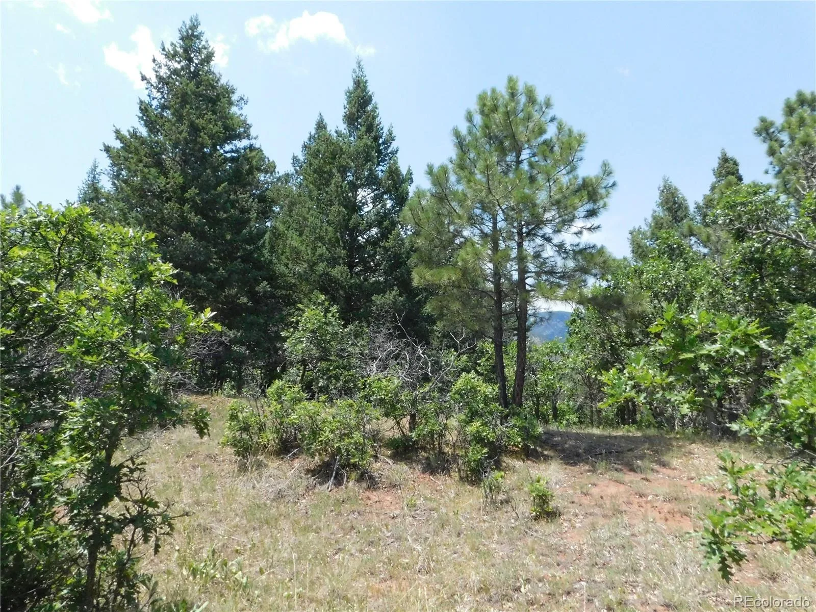 6447 Thunderbird Road Larkspur CO 80118 | MLS #REC5852675 07042026171208 1600 45