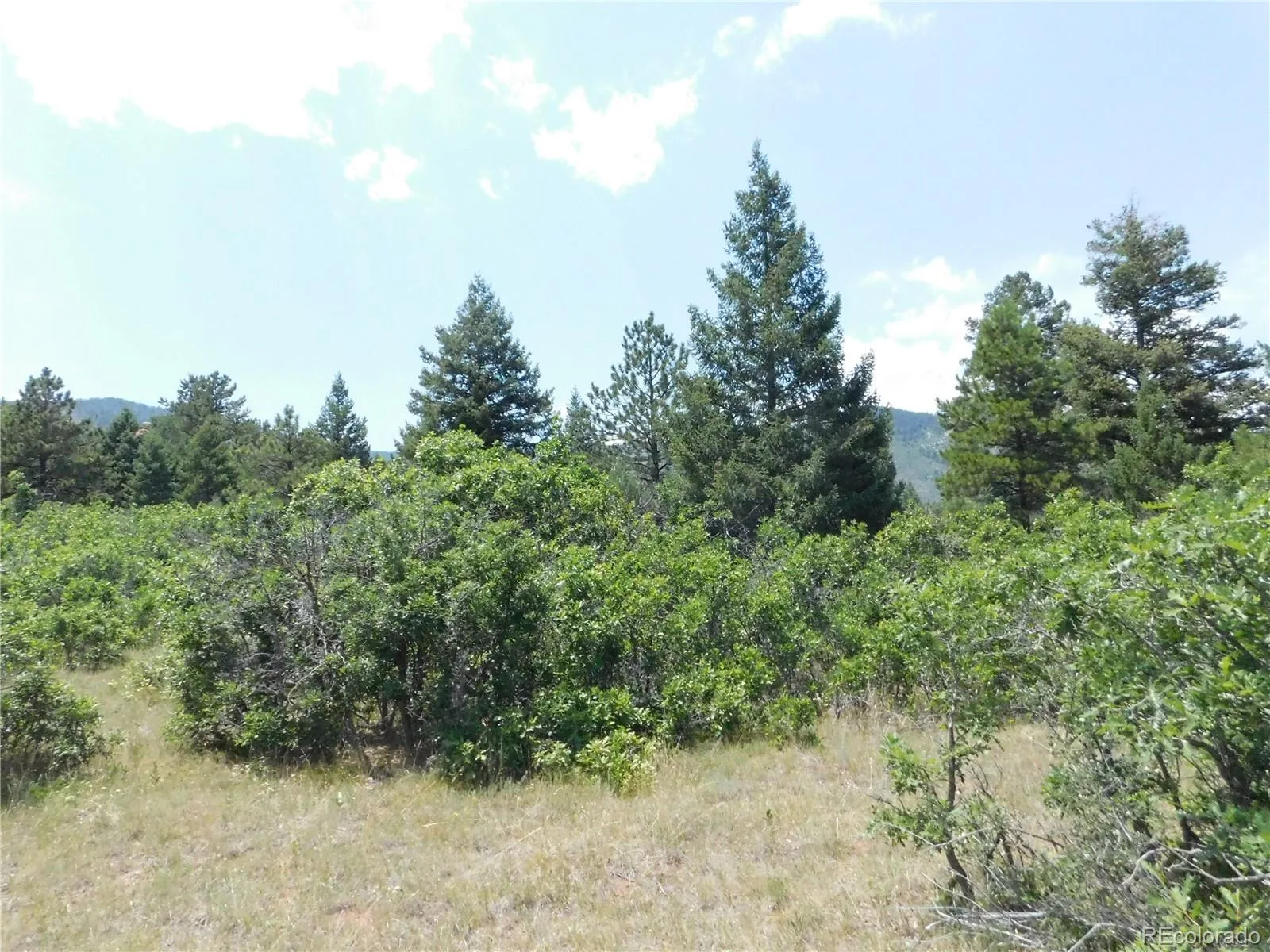 6447 Thunderbird Road Larkspur CO 80118 | MLS #REC5852675 07042026171208 1600 46