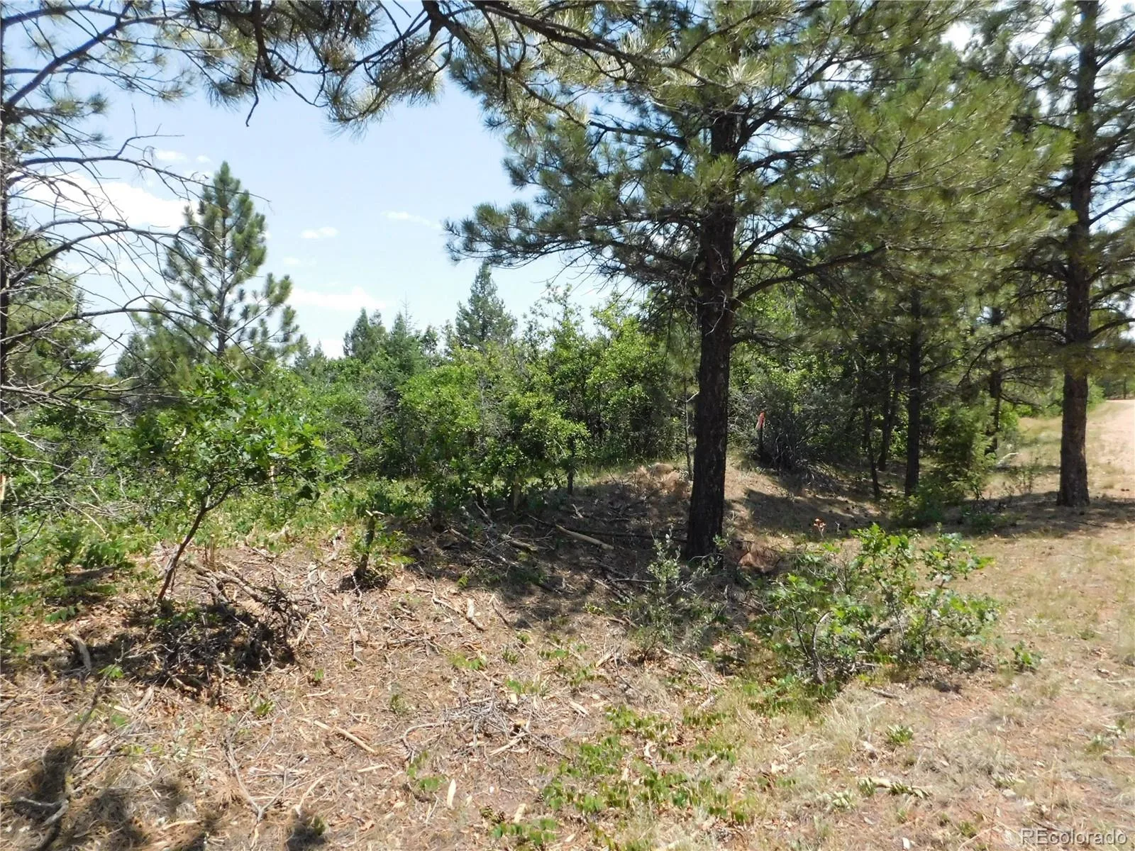 6447 Thunderbird Road Larkspur CO 80118 | MLS #REC5852675 07042026171208 1600 47