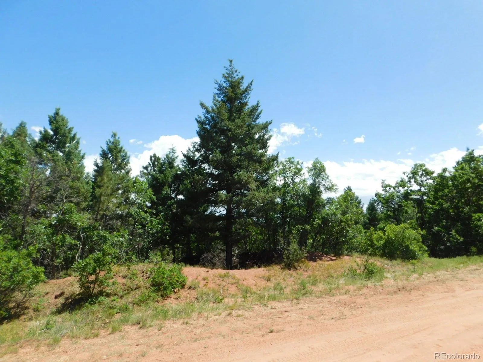 6447 Thunderbird Road Larkspur CO 80118 | MLS #REC5852675 07042026171208 1600 6