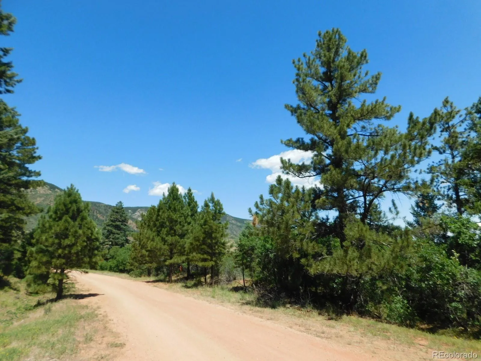 6447 Thunderbird Road Larkspur CO 80118 | MLS #REC5852675 07042026171208 1600 7