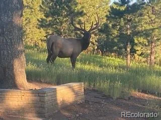 21967 Mountsfield Drive Golden CO 80401 | MLS #REC5956223 08252026170507 320 41