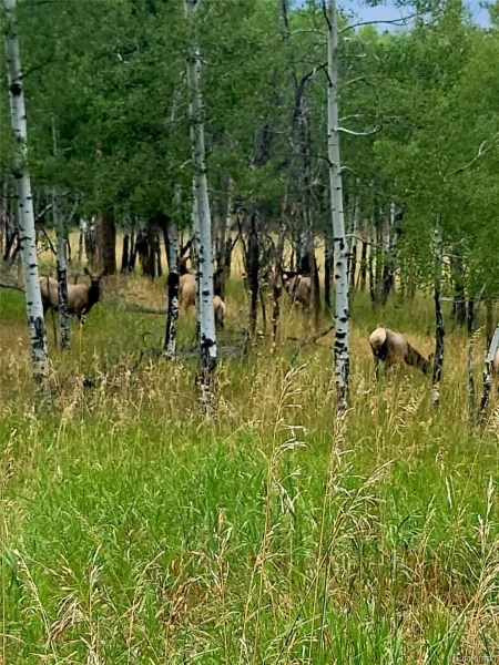6528 Modoc Lane Evergreen CO 80439 | MLS #REC6090145 08112026161730 800 39
