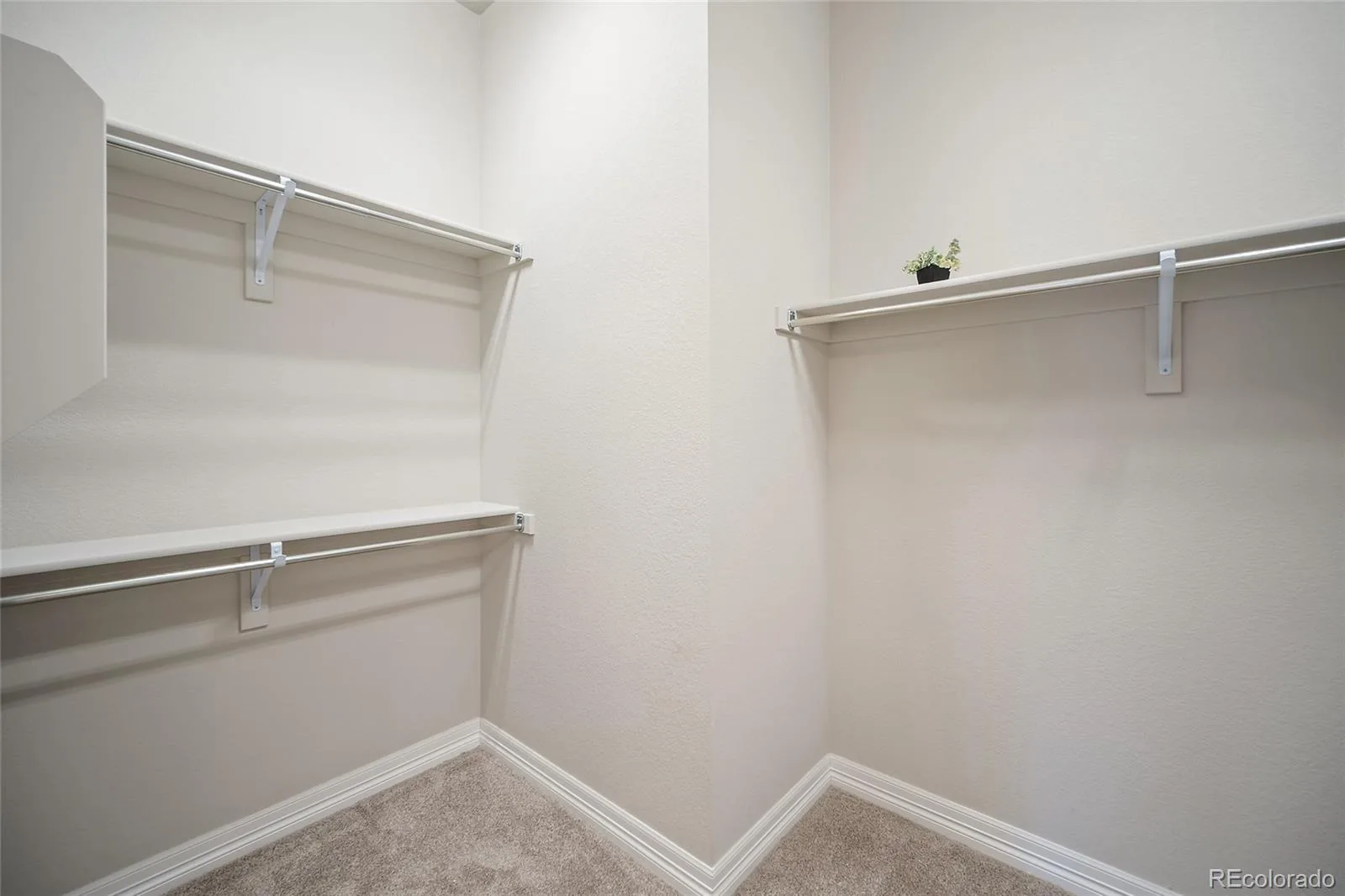 332 Alumroot Street Castle Rock CO 80104 | MLS #REC6109414 06192026232250 1600 20