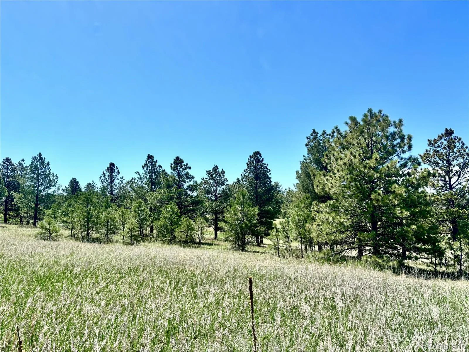11455 Random Valley Circle Parker CO 80134 | MLS #REC6146190 06102026203643 1600 8
