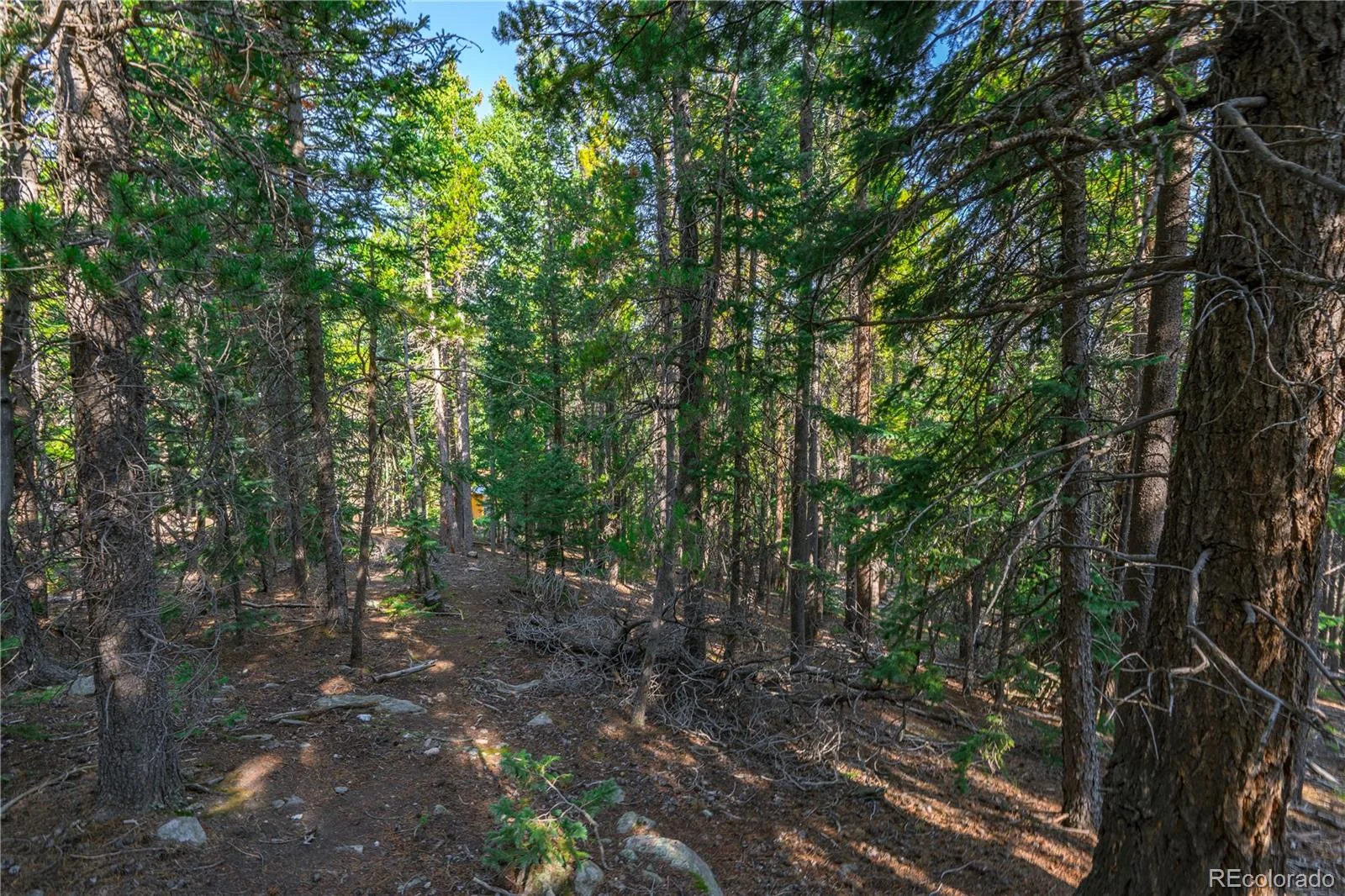 000 Aspenwood Lane Evergreen CO 80439 | MLS #REC6149194 07222026174929 1600 2
