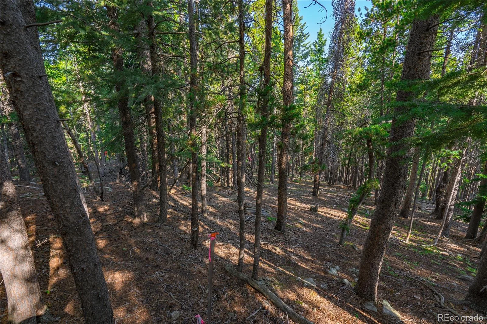 000 Aspenwood Lane Evergreen CO 80439 | MLS #REC6149194 07222026174929 1600 3