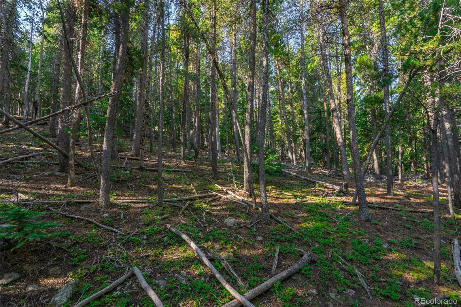 000 Aspenwood Lane Evergreen CO 80439 | MLS #REC6149194 07222026174929 1600 5