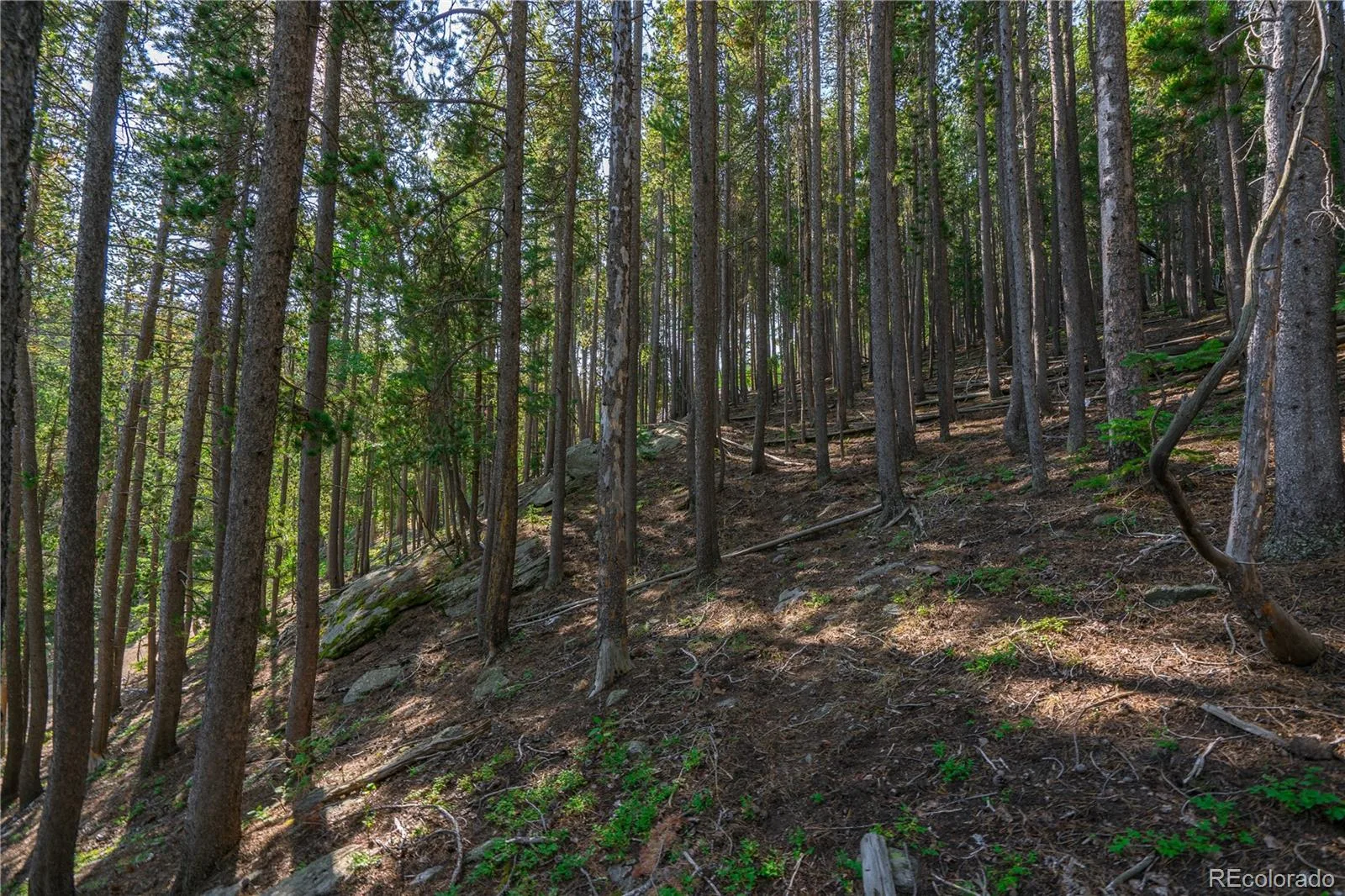 000 Aspenwood Lane Evergreen CO 80439 | MLS #REC6149194 07222026174929 1600 7