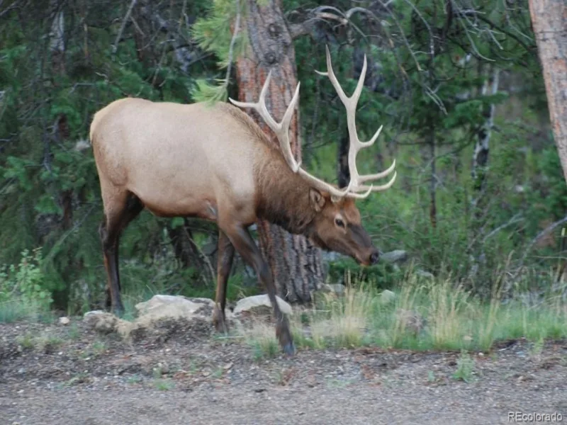 8510 Bobsled Trail Morrison CO 80465 | MLS #REC6166395 07062026191624 800 44