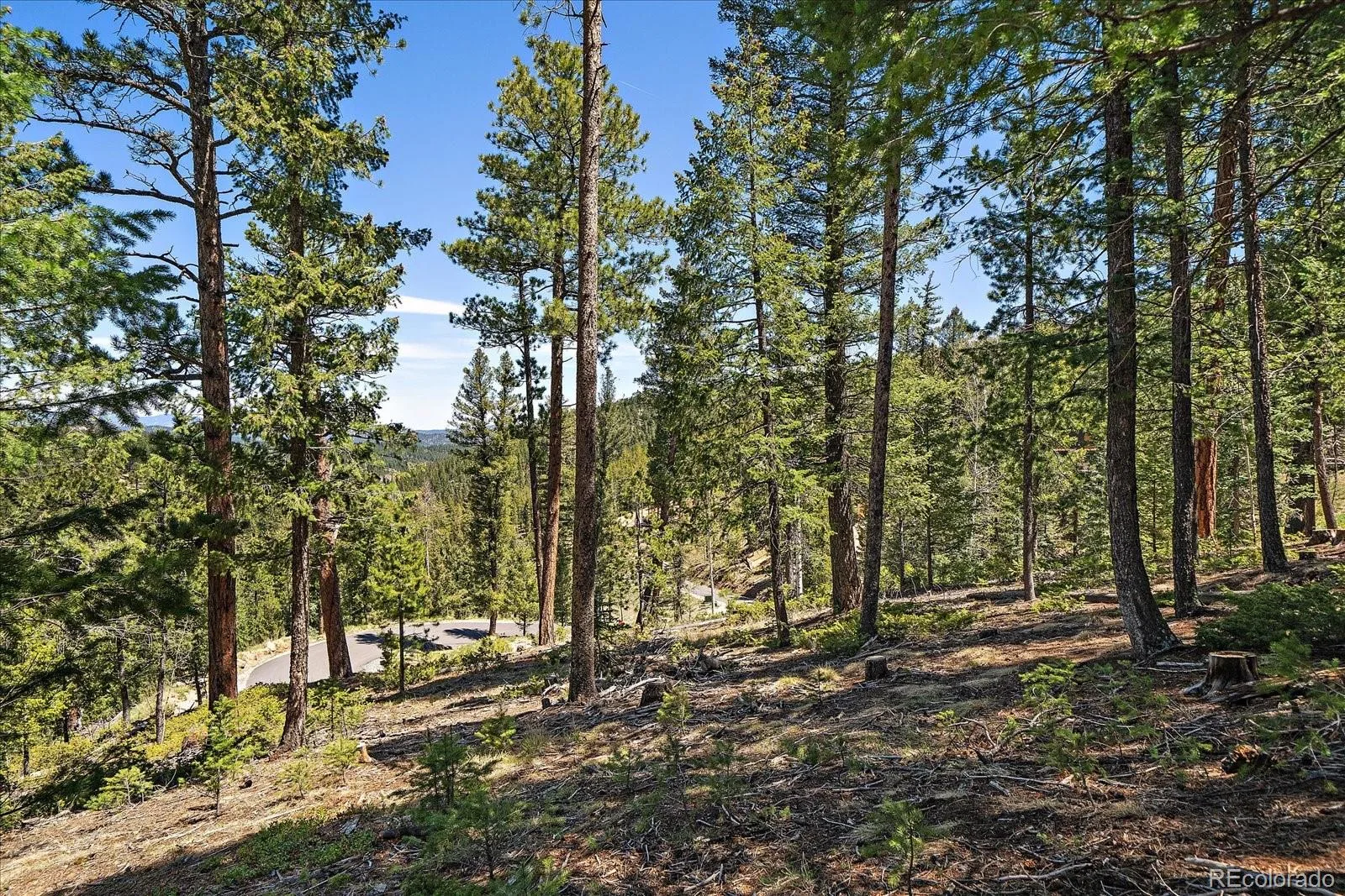6855 Lynx Lair Road Evergreen CO 80439 | MLS #REC6200095 07282026164555 1600 16