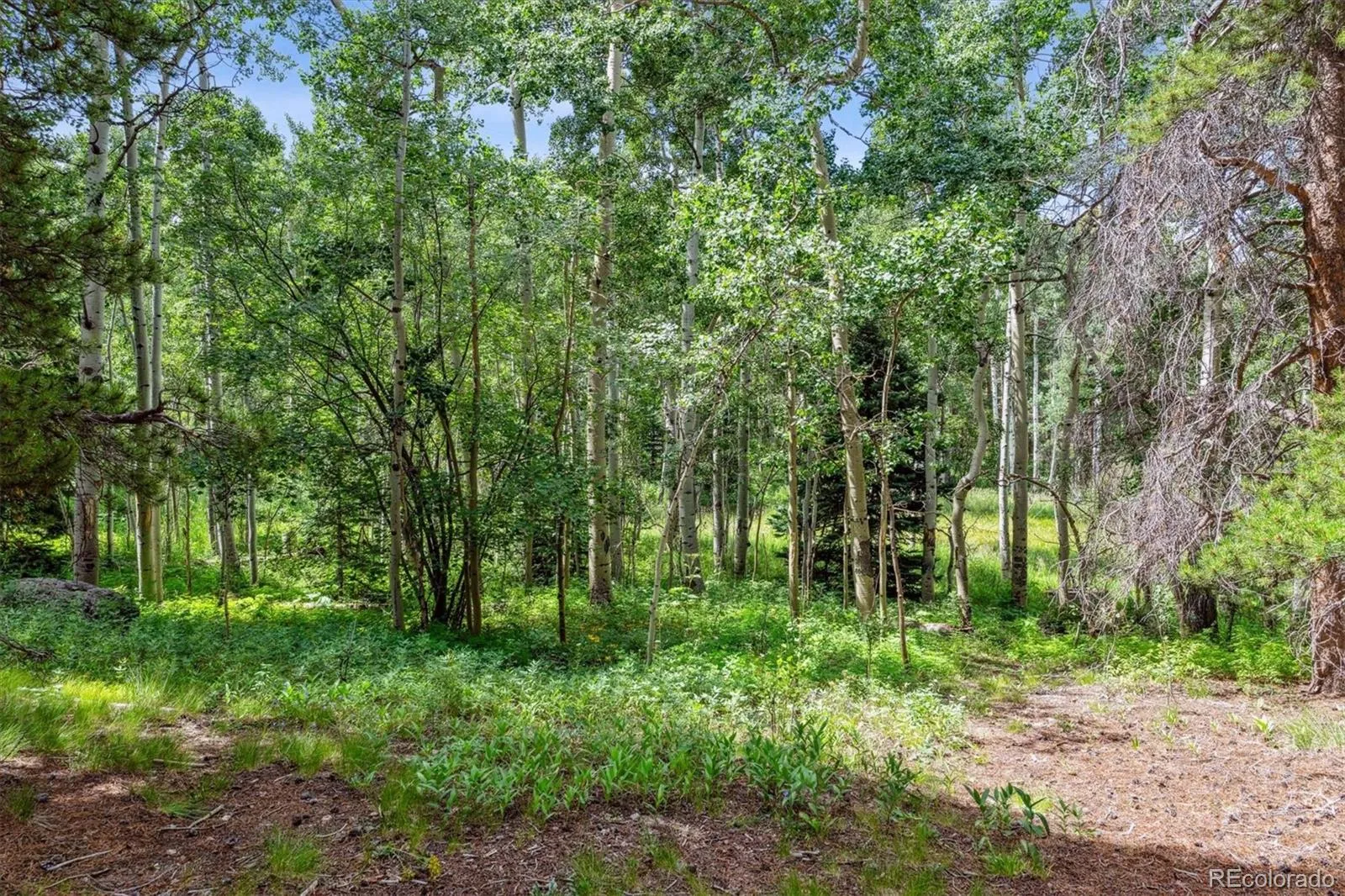 306 Olde Carter Lake Road Golden CO 80403 MLS #REC6290761 04132026235501 1600 3