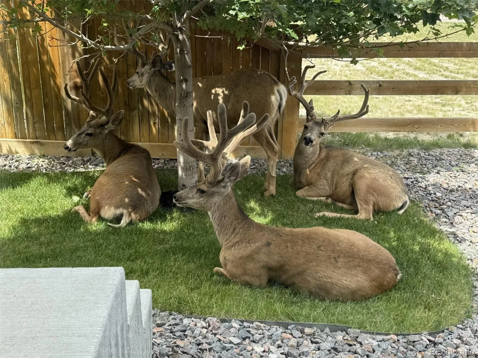 225 Back Nine Drive Castle Pines CO 80108 MLS #REC6954601 07092026223002 1600 36