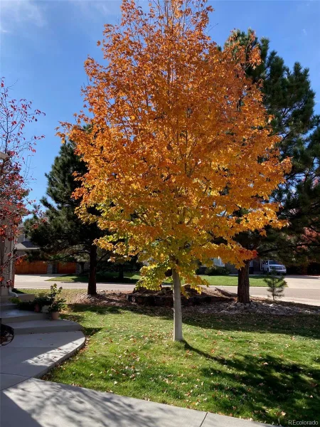 7808 Arundel Lane Lone Tree CO 80124 MLS #REC7539727 06252026144409 800 11